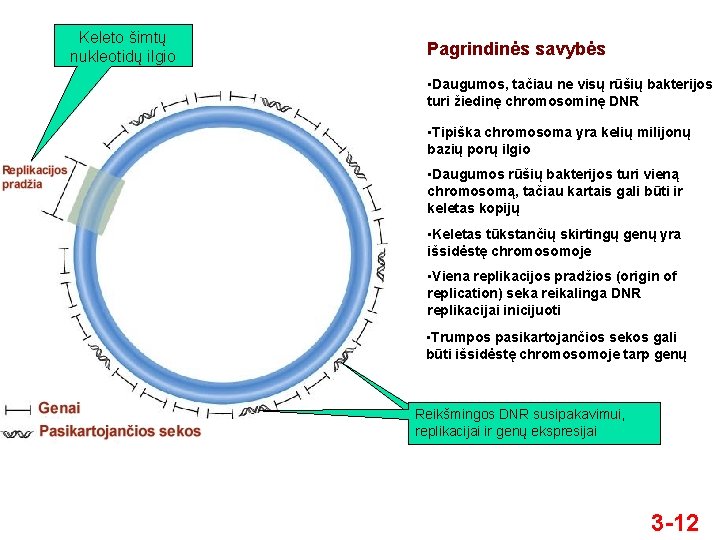 Keleto šimtų nukleotidų ilgio Pagrindinės savybės • Daugumos, tačiau ne visų rūšių bakterijos turi