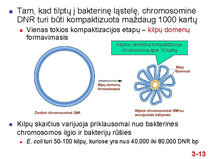 n Tam, kad tilptų į bakterinę ląstelę, chromosominė DNR turi būti kompaktizuota maždaug 1000