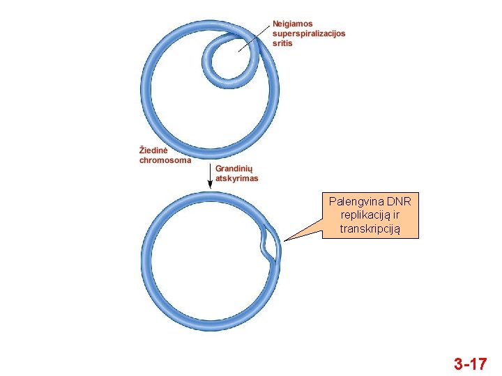 Palengvina DNR replikaciją ir transkripciją 3 -17 