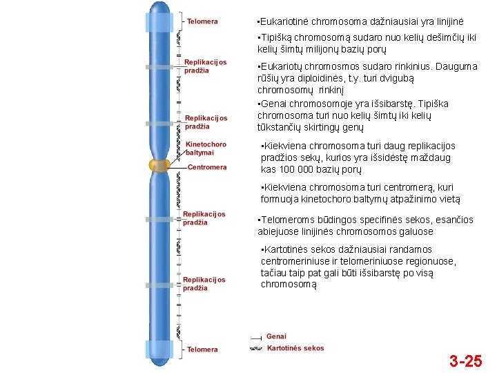  • Eukariotinė chromosoma dažniausiai yra linijinė • Tipišką chromosomą sudaro nuo kelių dešimčių