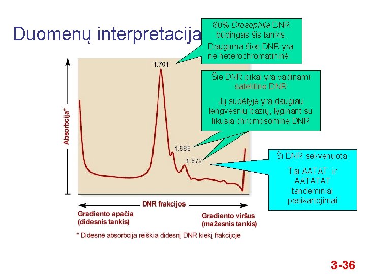 Duomenų interpretacija 80% Drosophila DNR būdingas šis tankis. Dauguma šios DNR yra ne heterochromatininė