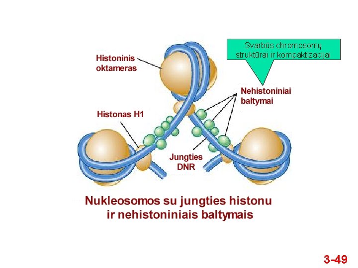 Svarbūs chromosomų struktūrai ir kompaktizacijai 3 -49 