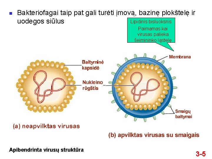 n Bakteriofagai taip pat gali turėti įmovą, bazinę plokštelę ir Lipidinis bisluoksnis uodegos siūlus