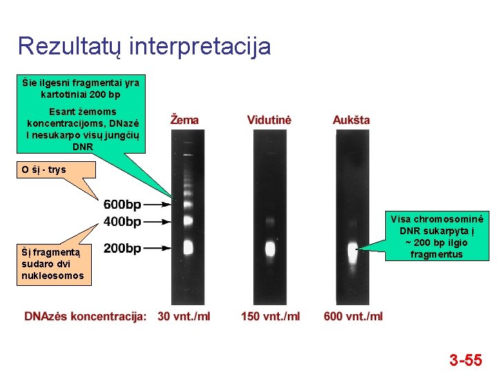 Rezultatų interpretacija Šie ilgesni fragmentai yra kartotiniai 200 bp Esant žemoms koncentracijoms, DNazė I