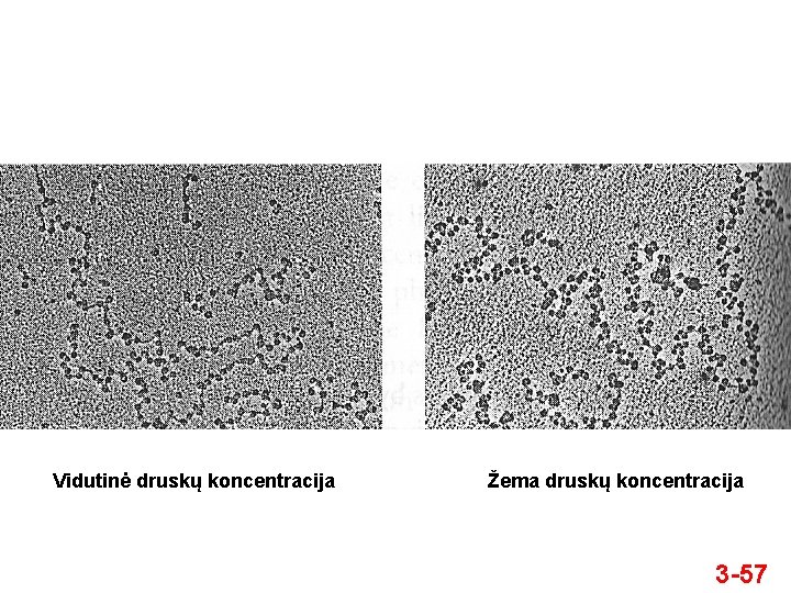 Vidutinė druskų koncentracija Žema druskų koncentracija 3 -57 