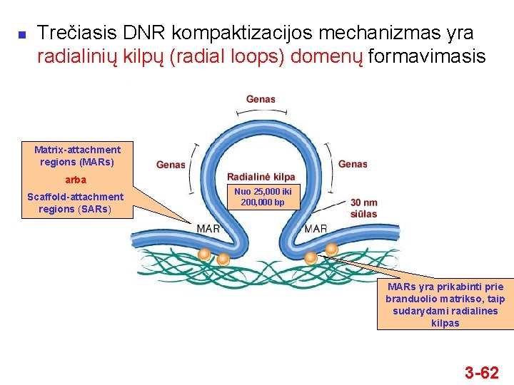 n Trečiasis DNR kompaktizacijos mechanizmas yra radialinių kilpų (radial loops) domenų formavimasis Matrix-attachment regions