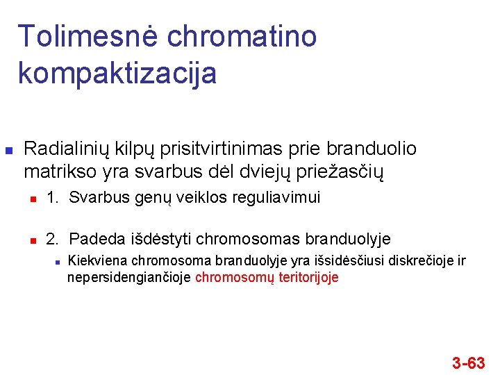 Tolimesnė chromatino kompaktizacija n Radialinių kilpų prisitvirtinimas prie branduolio matrikso yra svarbus dėl dviejų