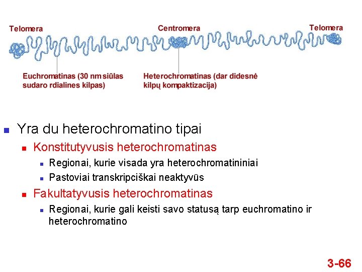 n Yra du heterochromatino tipai n Konstitutyvusis heterochromatinas n n n Regionai, kurie visada