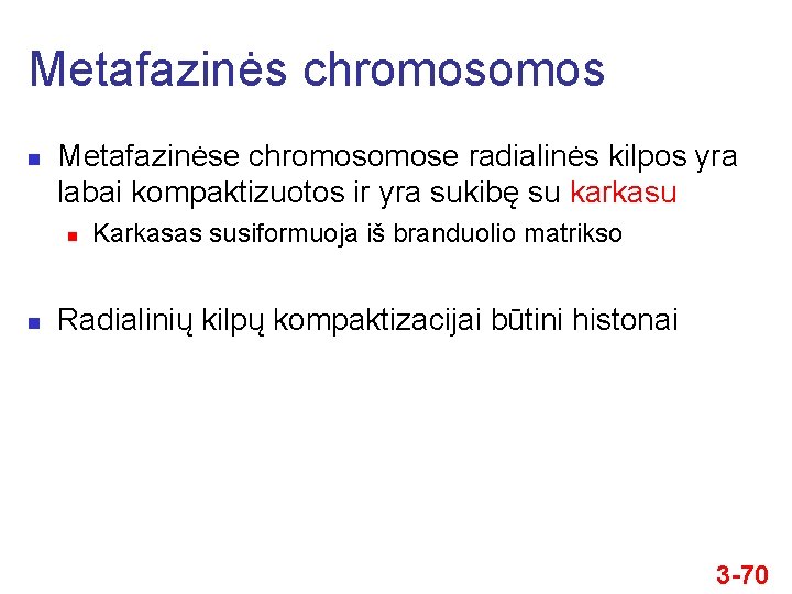 Metafazinės chromos n Metafazinėse chromose radialinės kilpos yra labai kompaktizuotos ir yra sukibę su