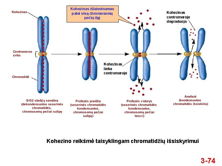 Kohezinas išlaisvinamas palei visą chromosomų pečių ilgį Kohezinas centromeroje degraduoja Kohezinas lieka centromeroje Kohezino