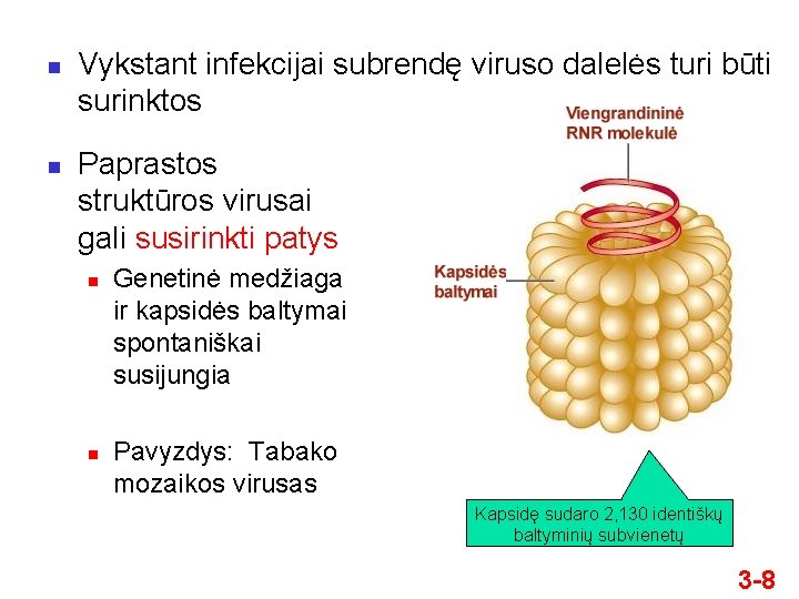 n n Vykstant infekcijai subrendę viruso dalelės turi būti surinktos Paprastos struktūros virusai gali