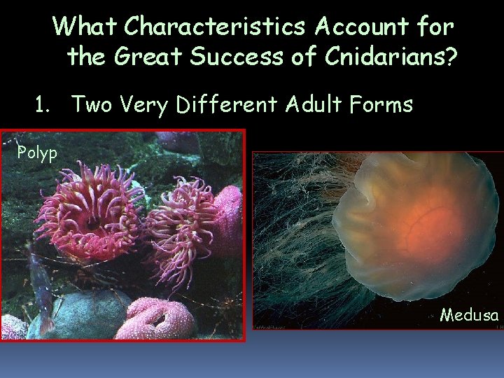 What Characteristics Account for the Great Success of Cnidarians? 1. Two Very Different Adult What Characteristics Account for the Great Success of Cnidarians? 1. Two Very Different Adult