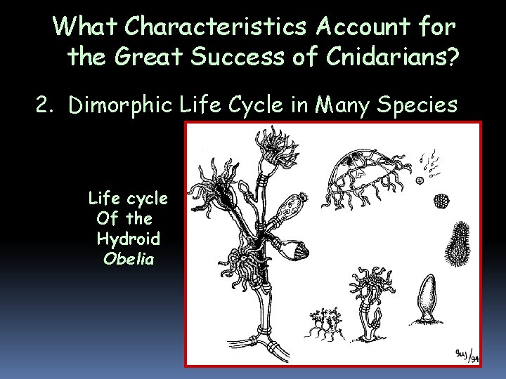 What Characteristics Account for the Great Success of Cnidarians? 2. Dimorphic Life Cycle in What Characteristics Account for the Great Success of Cnidarians? 2. Dimorphic Life Cycle in