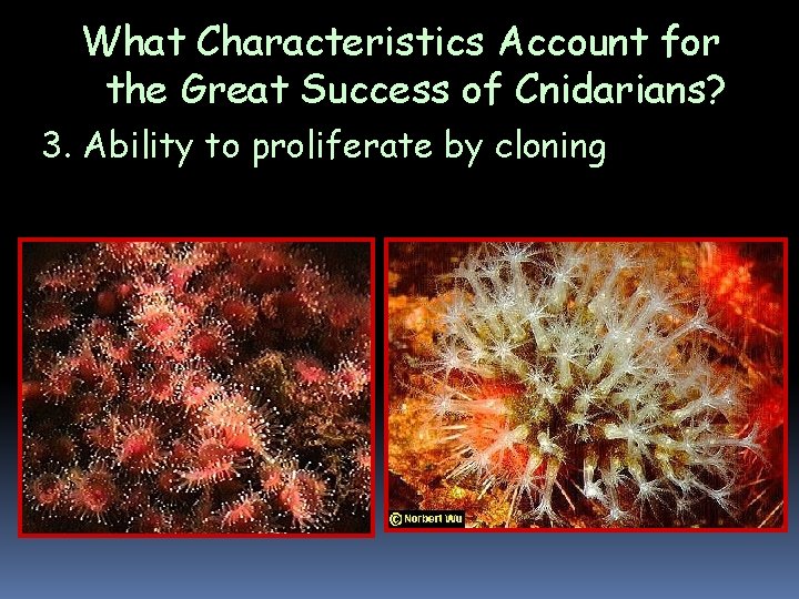 What Characteristics Account for the Great Success of Cnidarians? 3. Ability to proliferate by What Characteristics Account for the Great Success of Cnidarians? 3. Ability to proliferate by