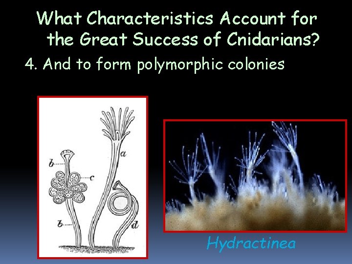What Characteristics Account for the Great Success of Cnidarians? 4. And to form polymorphic What Characteristics Account for the Great Success of Cnidarians? 4. And to form polymorphic