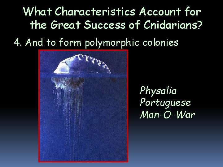 What Characteristics Account for the Great Success of Cnidarians? 4. And to form polymorphic What Characteristics Account for the Great Success of Cnidarians? 4. And to form polymorphic