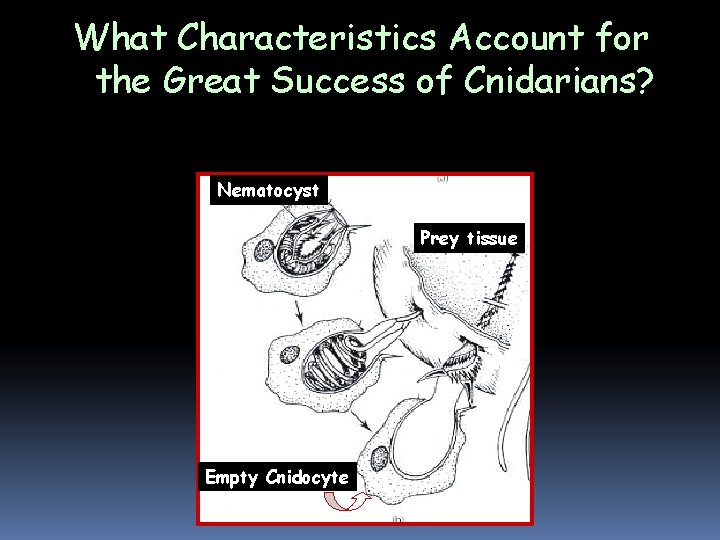 What Characteristics Account for the Great Success of Cnidarians? 5. Formidable prey-capture device Nematocyst What Characteristics Account for the Great Success of Cnidarians? 5. Formidable prey-capture device Nematocyst