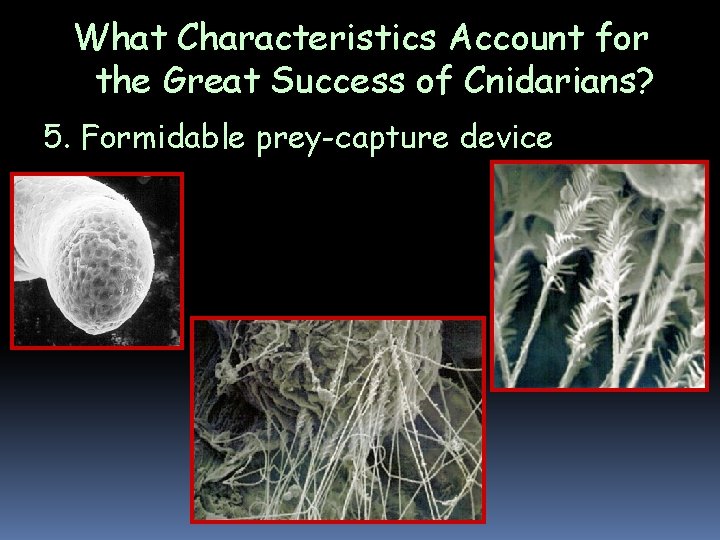 What Characteristics Account for the Great Success of Cnidarians? 5. Formidable prey-capture device What Characteristics Account for the Great Success of Cnidarians? 5. Formidable prey-capture device