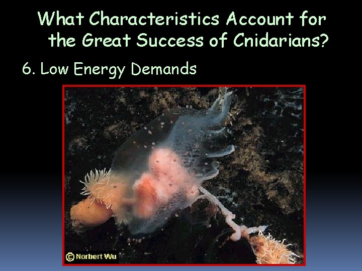 What Characteristics Account for the Great Success of Cnidarians? 6. Low Energy Demands What Characteristics Account for the Great Success of Cnidarians? 6. Low Energy Demands