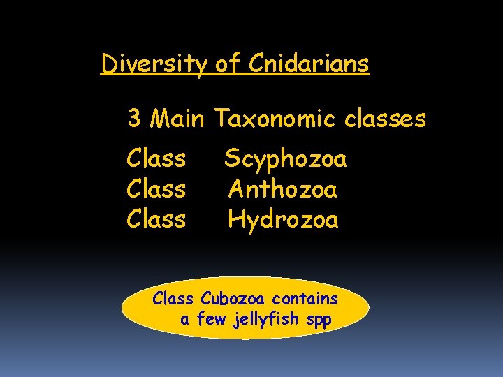Diversity of Cnidarians 3 Main Taxonomic classes Class Scyphozoa Anthozoa Hydrozoa Class Cubozoa contains Diversity of Cnidarians 3 Main Taxonomic classes Class Scyphozoa Anthozoa Hydrozoa Class Cubozoa contains