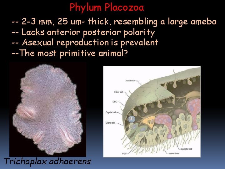 Phylum Placozoa -- 2 -3 mm, 25 um- thick, resembling a large ameba -- Phylum Placozoa -- 2 -3 mm, 25 um- thick, resembling a large ameba --