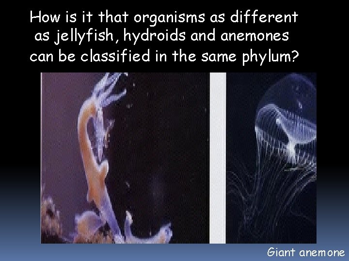 How is it that organisms as different as jellyfish, hydroids and anemones can be How is it that organisms as different as jellyfish, hydroids and anemones can be