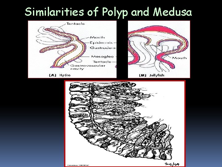 Similarities of Polyp and Medusa Similarities of Polyp and Medusa