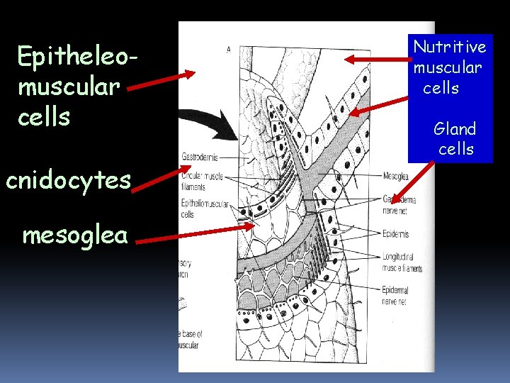 Epitheleomuscular cells cnidocytes mesoglea Nutritive muscular cells Gland cells Epitheleomuscular cells cnidocytes mesoglea Nutritive muscular cells Gland cells