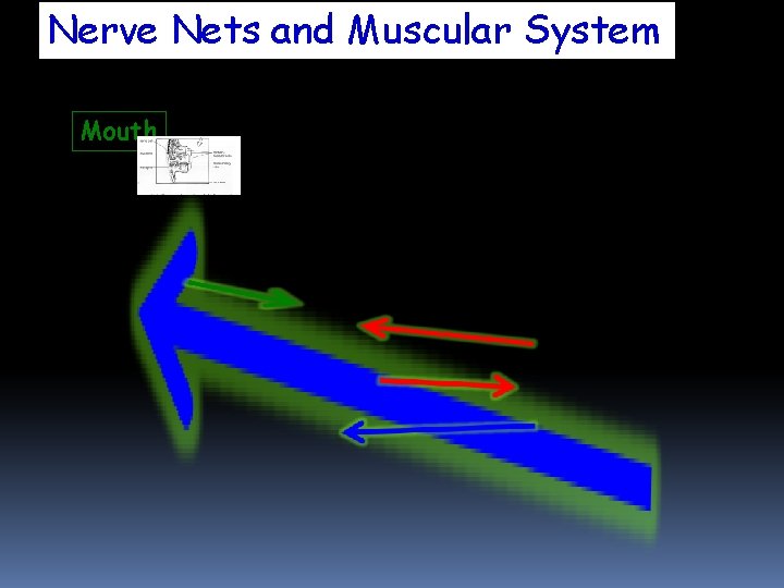 Nerve Nets and Muscular System Mouth Nerve Nets and Muscular System Mouth