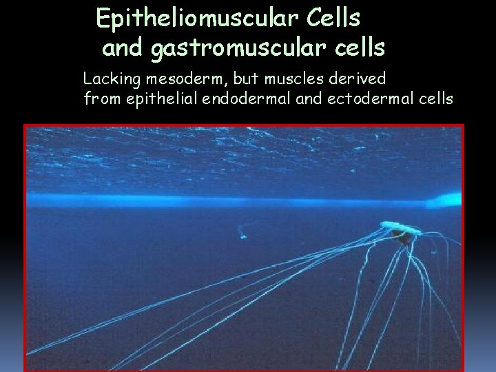 Epitheliomuscular Cells and gastromuscular cells Lacking mesoderm, but muscles derived from epithelial endodermal and Epitheliomuscular Cells and gastromuscular cells Lacking mesoderm, but muscles derived from epithelial endodermal and