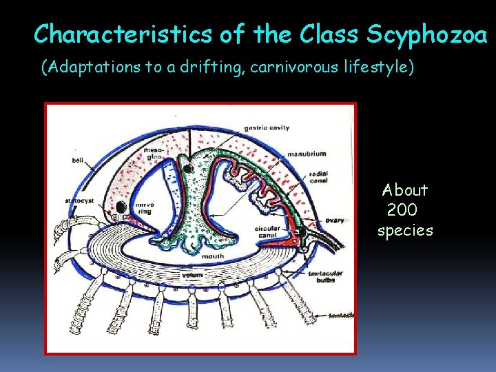 Characteristics of the Class Scyphozoa (Adaptations to a drifting, carnivorous lifestyle) About 200 species Characteristics of the Class Scyphozoa (Adaptations to a drifting, carnivorous lifestyle) About 200 species