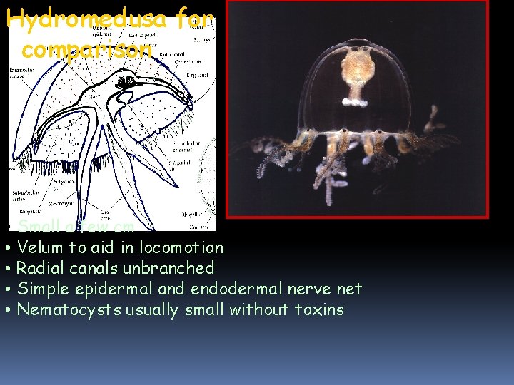 Hydromedusa for comparison • Small a few cm • Velum to aid in locomotion Hydromedusa for comparison • Small a few cm • Velum to aid in locomotion