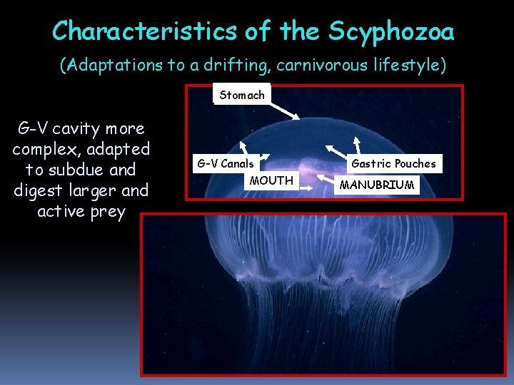 Characteristics of the Scyphozoa (Adaptations to a drifting, carnivorous lifestyle) Stomach G-V cavity more Characteristics of the Scyphozoa (Adaptations to a drifting, carnivorous lifestyle) Stomach G-V cavity more