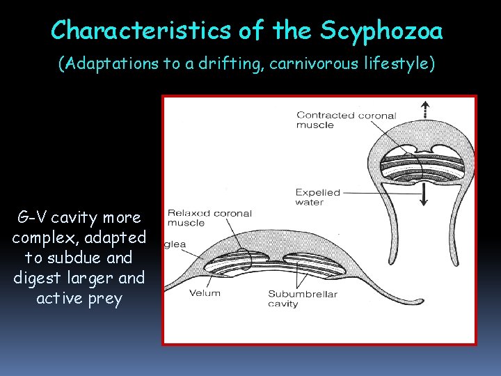 Characteristics of the Scyphozoa (Adaptations to a drifting, carnivorous lifestyle) G-V cavity more complex, Characteristics of the Scyphozoa (Adaptations to a drifting, carnivorous lifestyle) G-V cavity more complex,