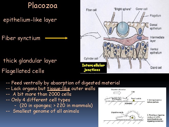 Phylum Placozoa Dorsal epithelium-like layer Fiber synctium thick glandular layer Flagellated cells Intercellular junctions Phylum Placozoa Dorsal epithelium-like layer Fiber synctium thick glandular layer Flagellated cells Intercellular junctions