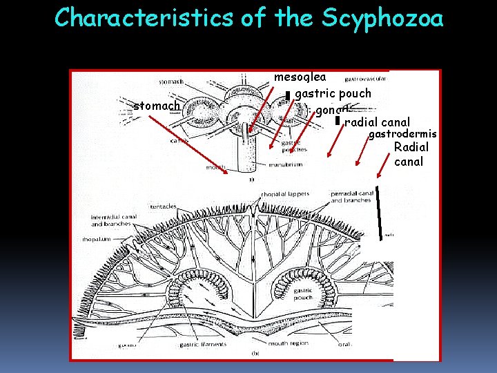Characteristics of the Scyphozoa mesoglea gastric pouch gonad radial canal stomach gastrodermis Radial canal Characteristics of the Scyphozoa mesoglea gastric pouch gonad radial canal stomach gastrodermis Radial canal