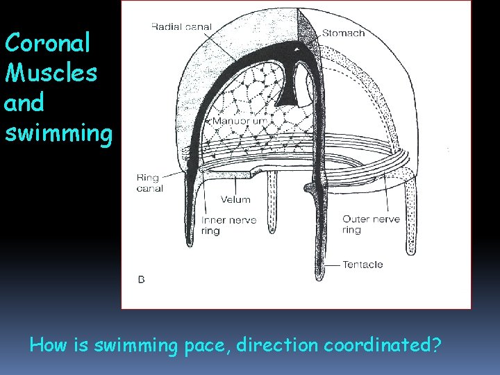 Coronal Muscles and swimming How is swimming pace, direction coordinated? Coronal Muscles and swimming How is swimming pace, direction coordinated?