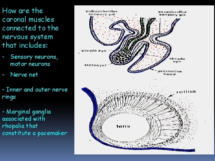 How are the coronal muscles connected to the nervous system that includes: - Sensory How are the coronal muscles connected to the nervous system that includes: - Sensory