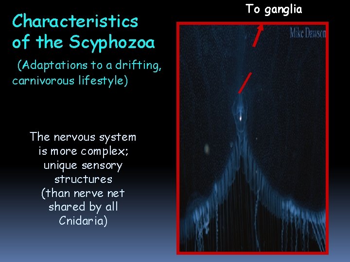 Characteristics of the Scyphozoa (Adaptations to a drifting, carnivorous lifestyle) The nervous system is Characteristics of the Scyphozoa (Adaptations to a drifting, carnivorous lifestyle) The nervous system is