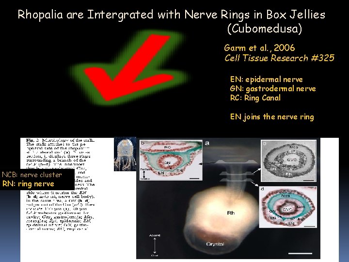 Rhopalia are Intergrated with Nerve Rings in Box Jellies (Cubomedusa) Garm et al. , Rhopalia are Intergrated with Nerve Rings in Box Jellies (Cubomedusa) Garm et al. ,