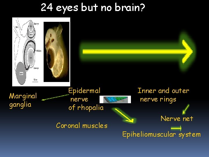 24 eyes but no brain? Marginal ganglia Epidermal nerve of rhopalia Coronal muscles Inner 24 eyes but no brain? Marginal ganglia Epidermal nerve of rhopalia Coronal muscles Inner