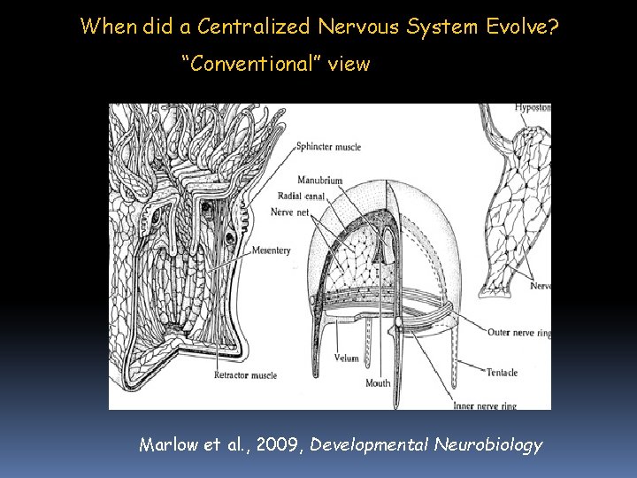 When did a Centralized Nervous System Evolve? “Conventional” view Marlow et al. , 2009, When did a Centralized Nervous System Evolve? “Conventional” view Marlow et al. , 2009,