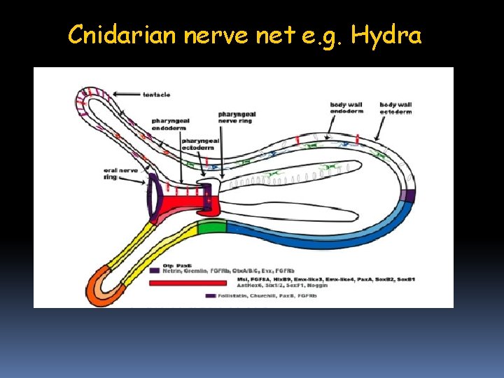 Cnidarian nerve net e. g. Hydra Cnidarian nerve net e. g. Hydra