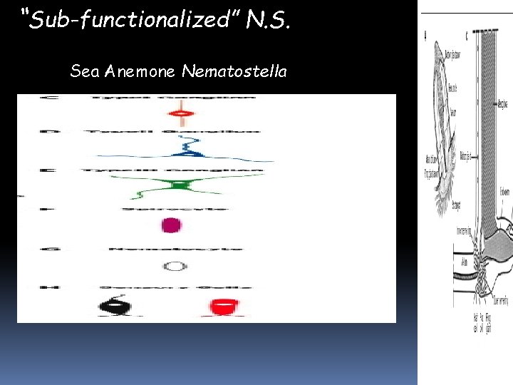 “Sub-functionalized” N. S. Sea Anemone Nematostella “Sub-functionalized” N. S. Sea Anemone Nematostella