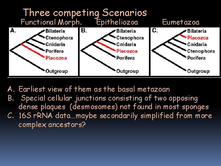 Three competing Scenarios Functional Morph. Epitheliozoa Eumetazoa A. Earliest view of them as the Three competing Scenarios Functional Morph. Epitheliozoa Eumetazoa A. Earliest view of them as the