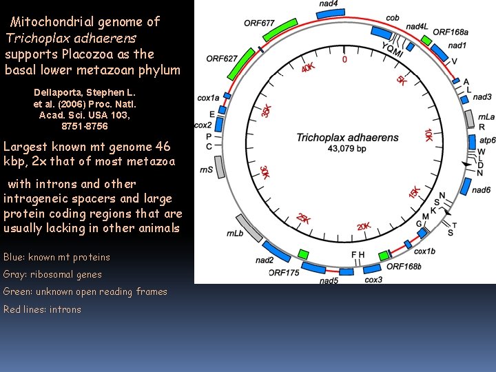 Mitochondrial genome of Trichoplax adhaerens supports Placozoa as the basal lower metazoan phylum Dellaporta, Mitochondrial genome of Trichoplax adhaerens supports Placozoa as the basal lower metazoan phylum Dellaporta,