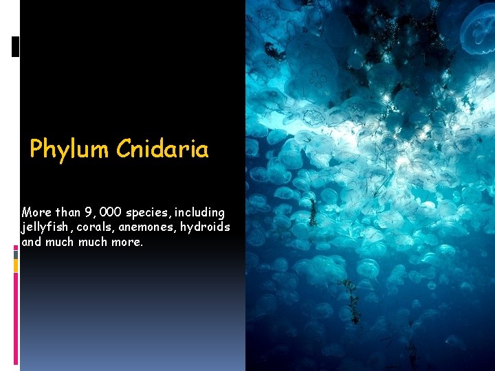 Phylum Cnidaria More than 9, 000 species, including jellyfish, corals, anemones, hydroids and much Phylum Cnidaria More than 9, 000 species, including jellyfish, corals, anemones, hydroids and much