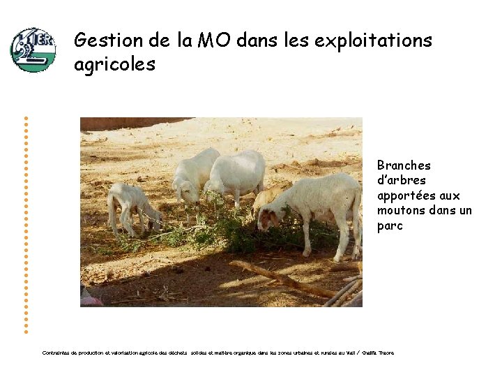 Gestion de la MO dans les exploitations agricoles Branches d’arbres apportées aux moutons dans