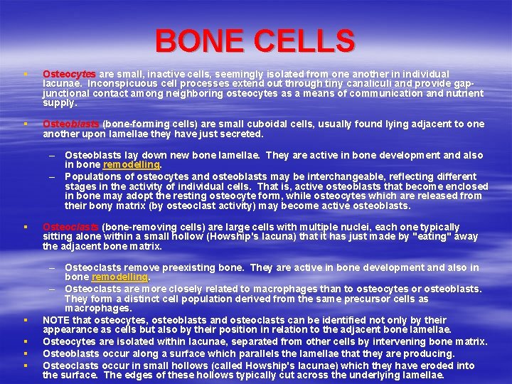 BONE CELLS § § § § Osteocytes are small, inactive cells, seemingly isolated from