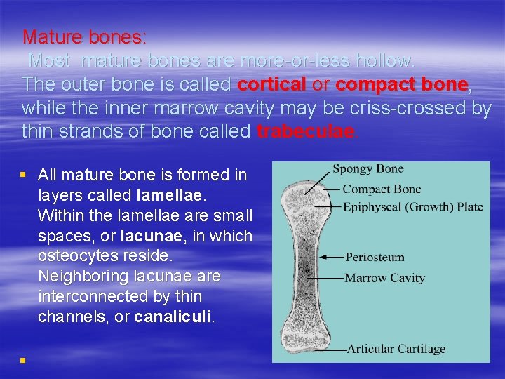 Mature bones: Most mature bones are more-or-less hollow. The outer bone is called cortical